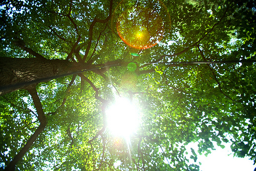 Tree Swing