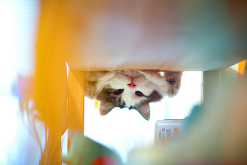 peek-a-moo